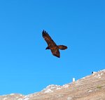 Photo of Stefano Clemente